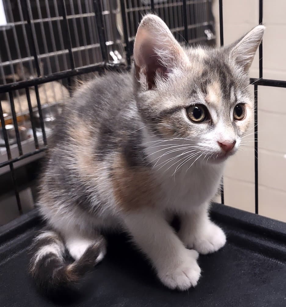 Dahlia - Calico