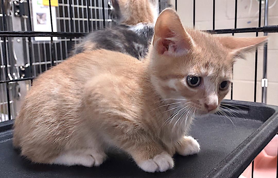 Oleander - Domestic Short Hair