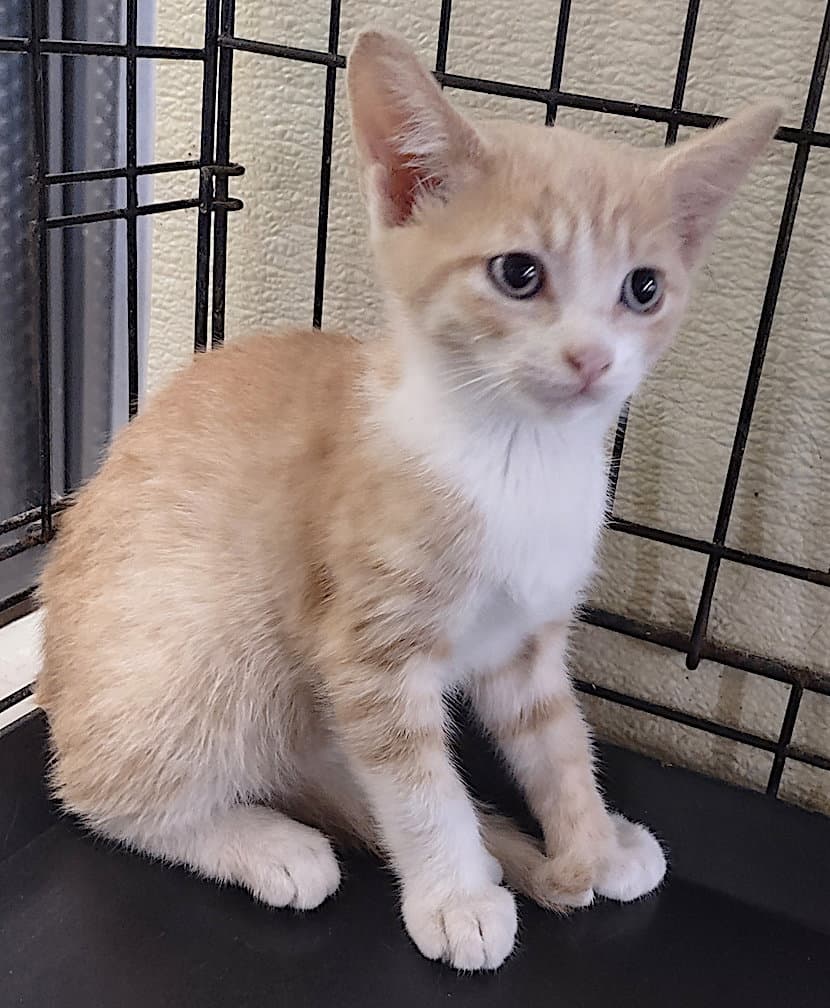 Yarrow - Domestic Short Hair