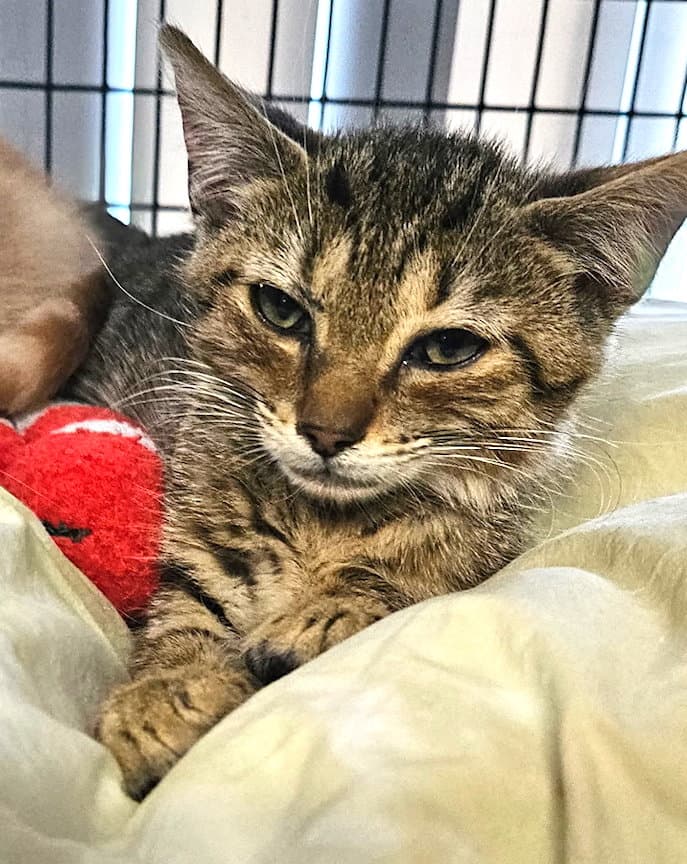 Coolidge - Domestic Short Hair