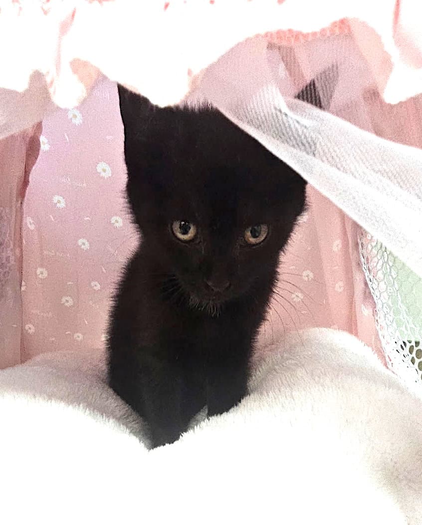 Zelda - Domestic Short Hair