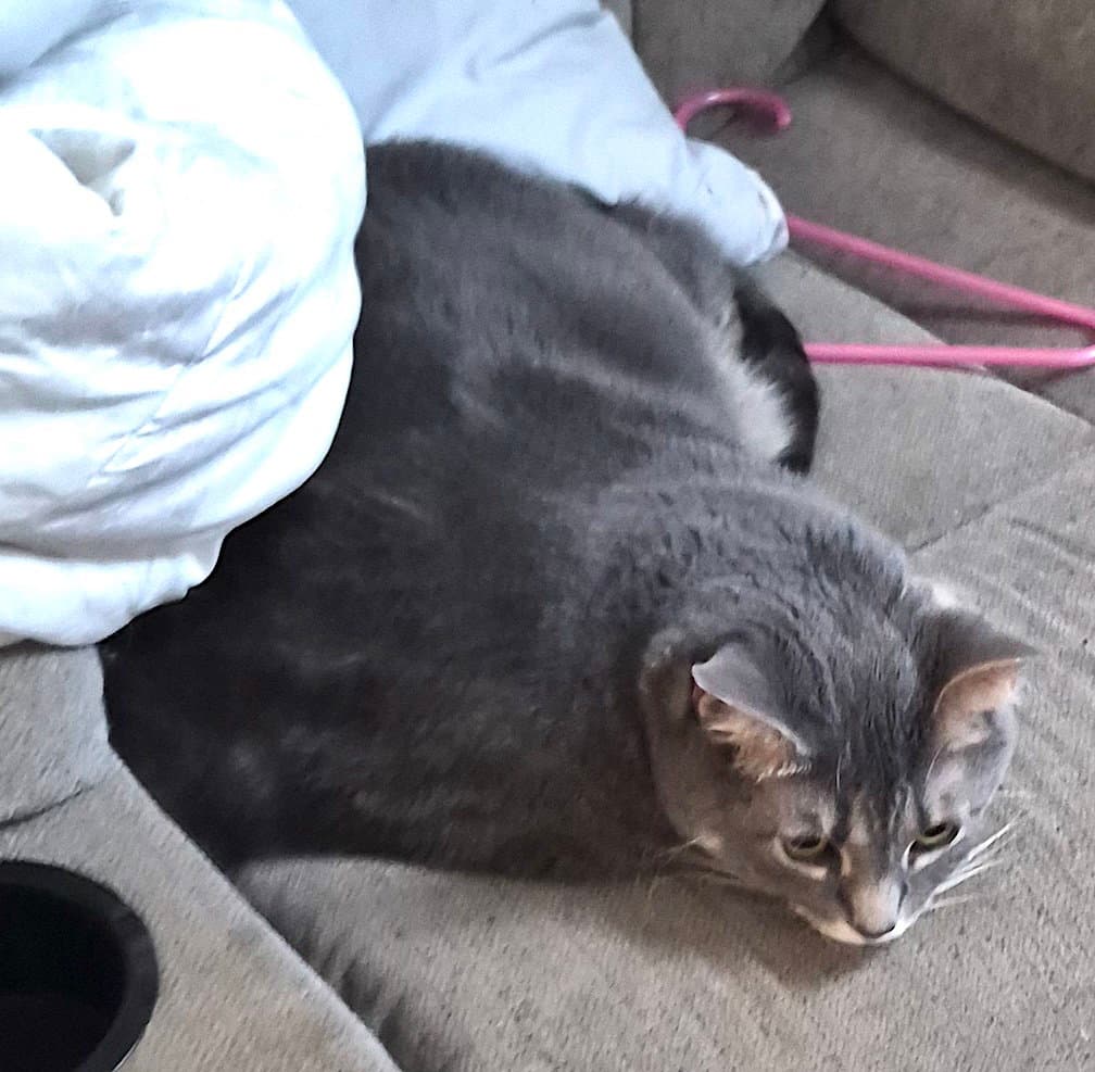 Gizmo - Domestic Short Hair