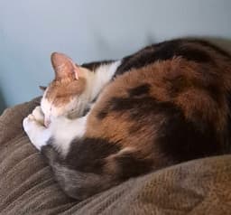 Spunky image 1