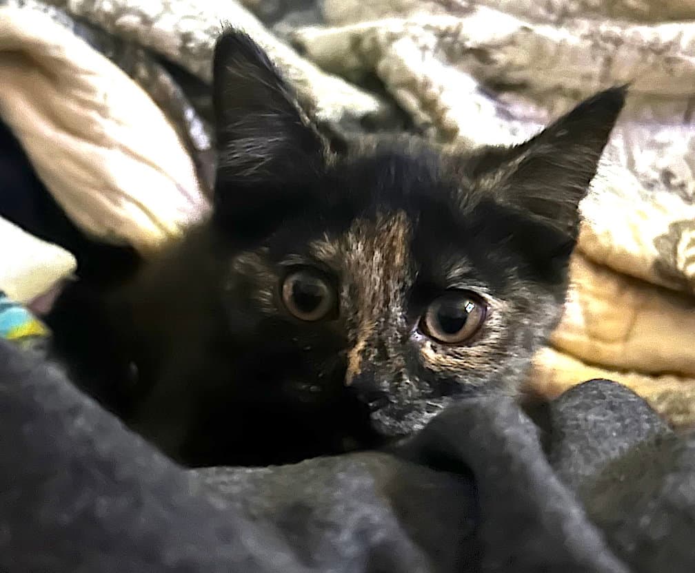 Moxie - Domestic Short Hair