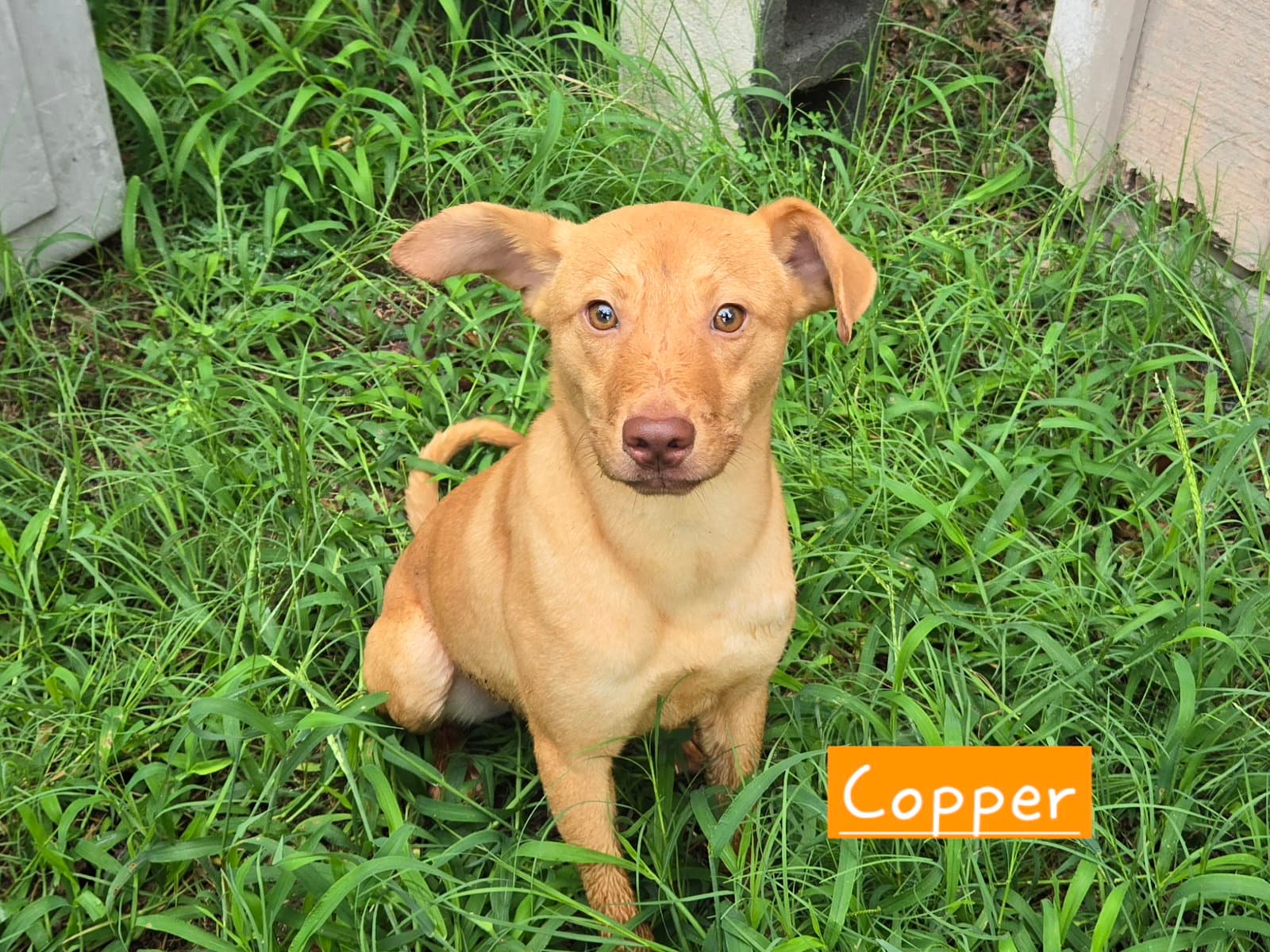 Copper - Carolina Dog