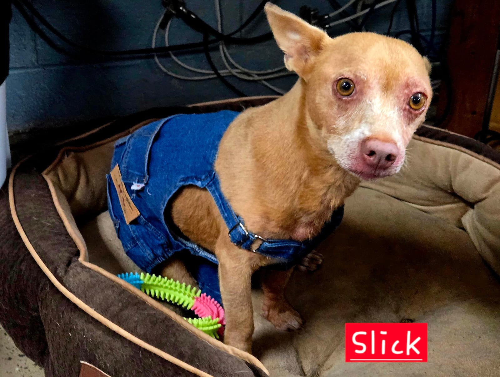 Slick - Chihuahua
