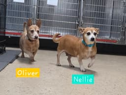 Oliver image 1