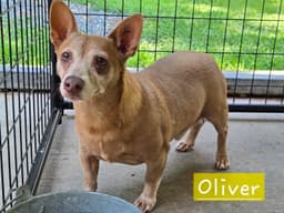 Oliver image 3