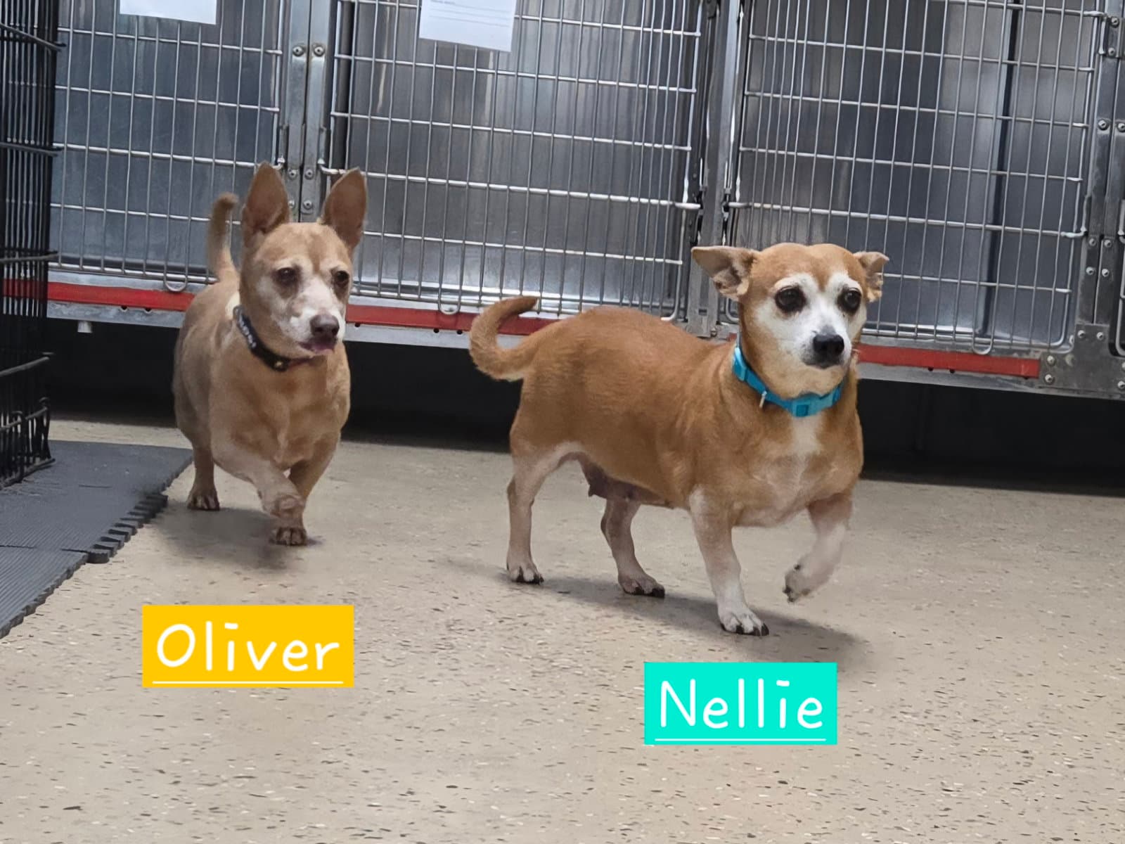 Nellie - Chihuahua