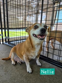 Nellie image 3