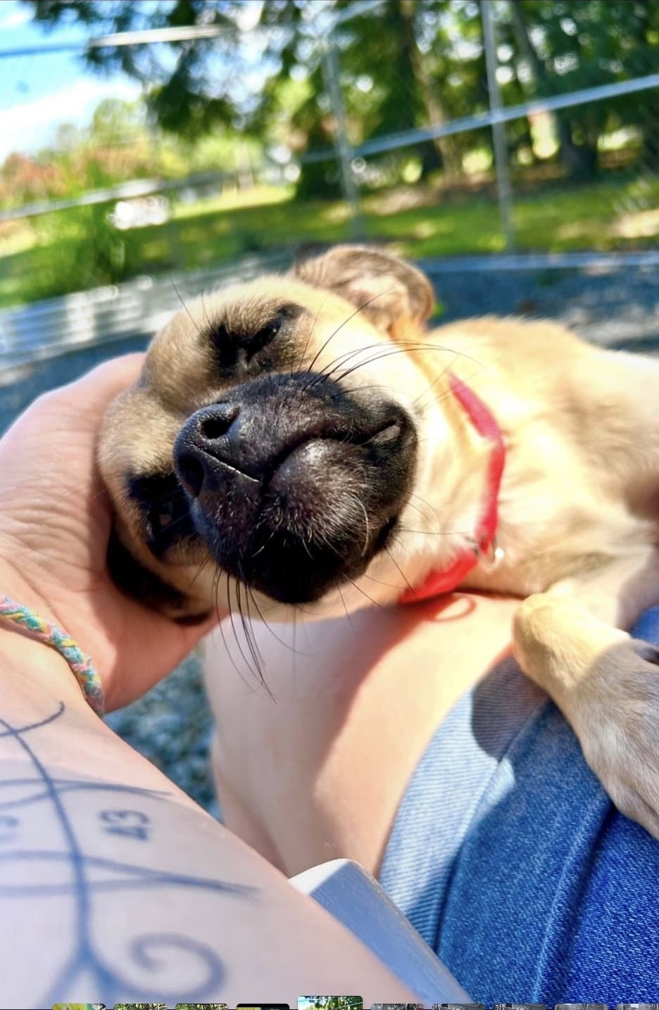 Pugsley - Pug