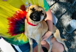 Pugsley image 2