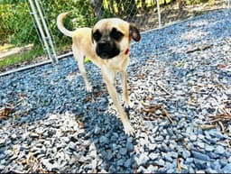 Pugsley image 3