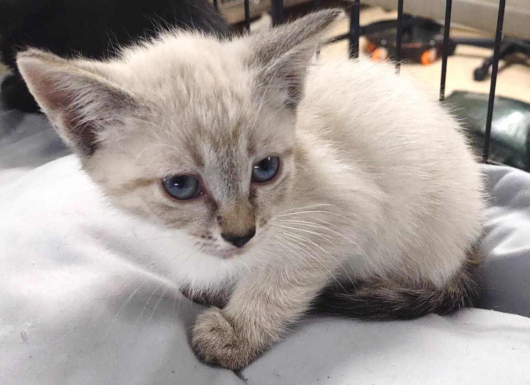 Zeke - Siamese