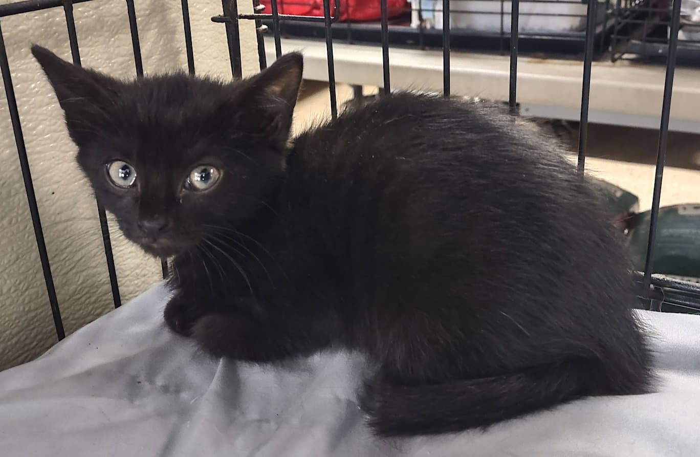 Zephyr - Domestic Short Hair