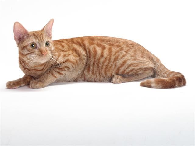Jubilee - Domestic Short Hair