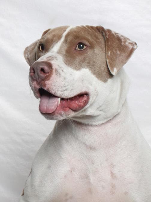 Pickles - Pit Bull Terrier
