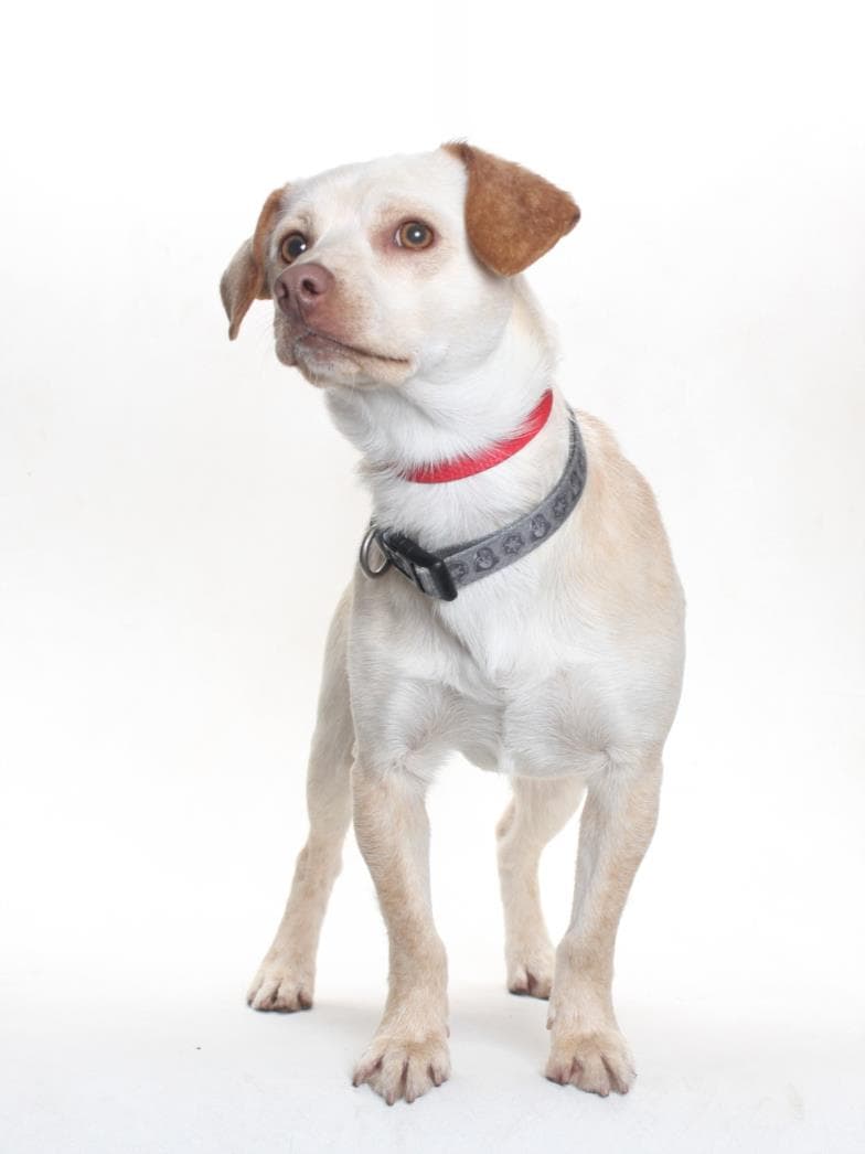 Chico - Chihuahua