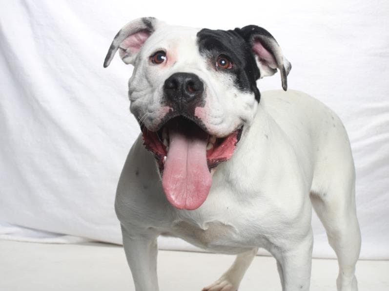 Prof Peabody - Pit Bull Terrier