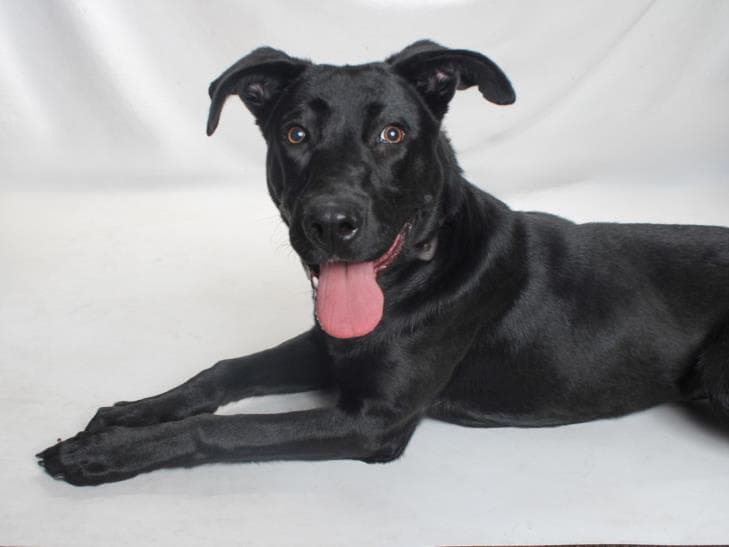 Petunia - Labrador Retriever