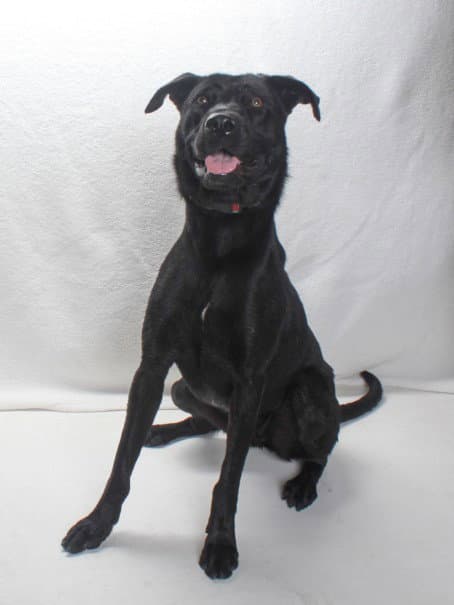 Petunia - Labrador Retriever