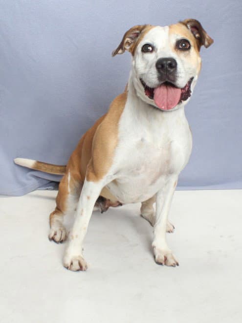 Daisy - Pit Bull Terrier