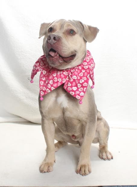 Face - Pit Bull Terrier