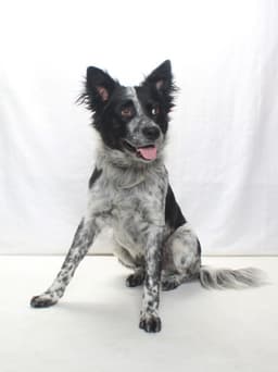 Ozzie image 1
