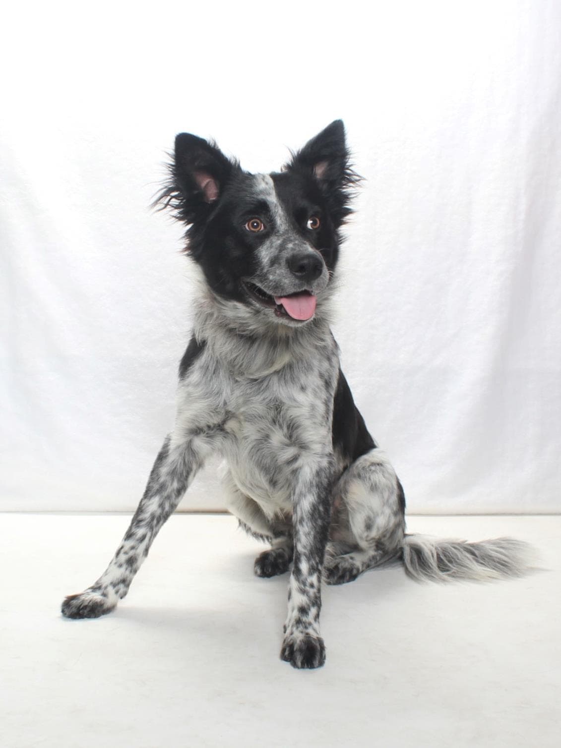 Ozzie - Australian Cattle Dog/Blue Heeler