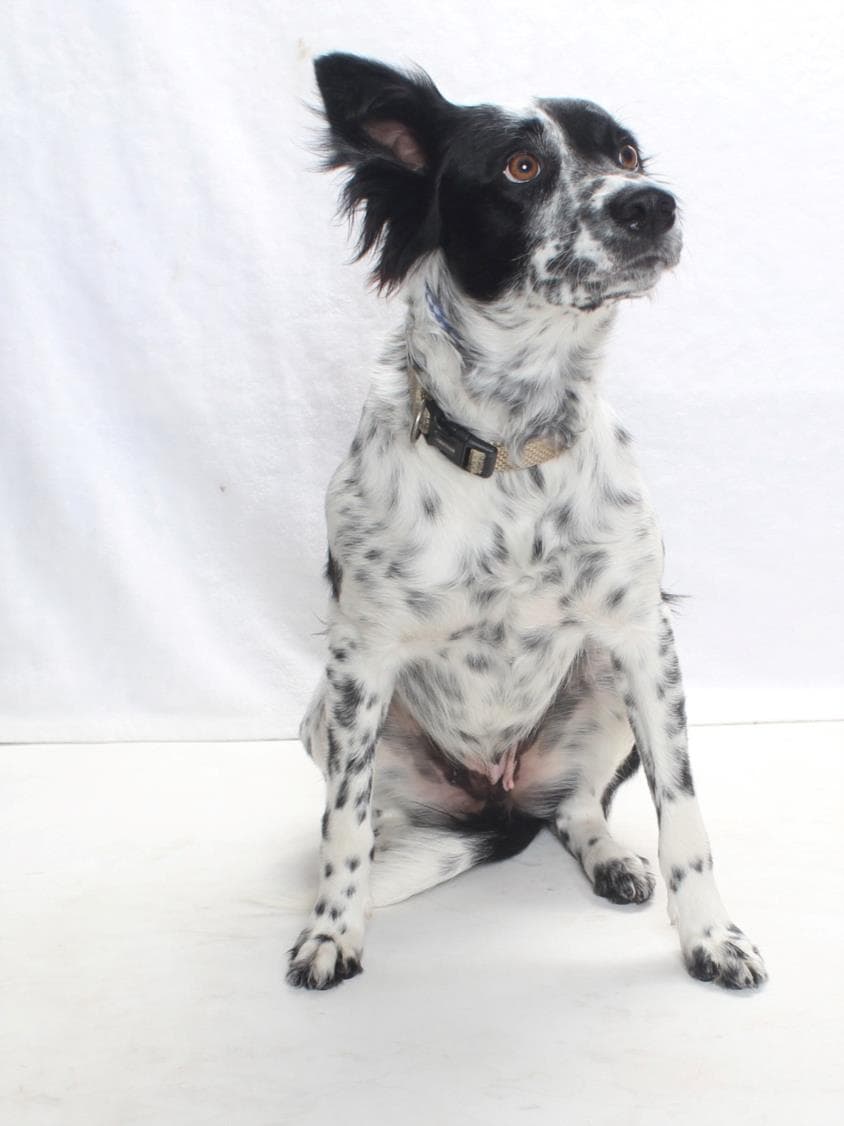 Harriett - Australian Cattle Dog/Blue Heeler