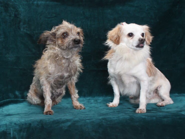 Nana - Terrier