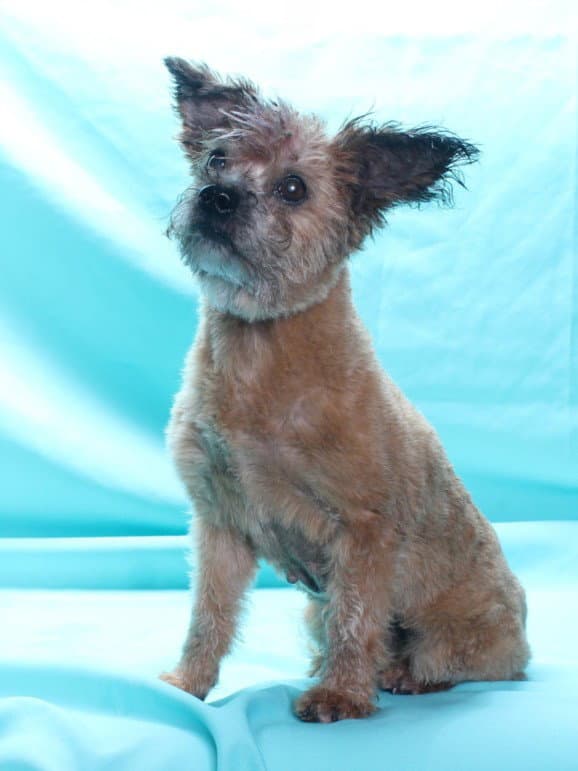 Nana - Terrier