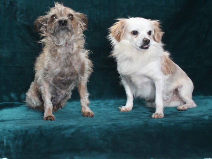 Fangs - Chihuahua