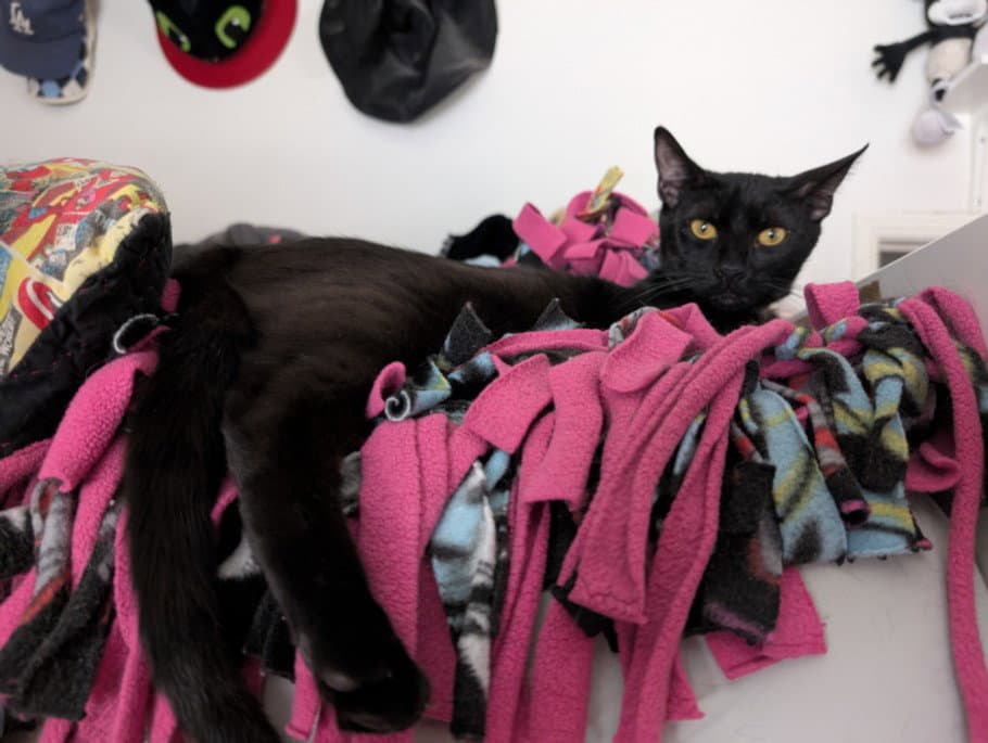 Espresso - Domestic Short Hair