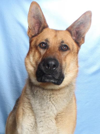 Zane - German Shepherd Dog