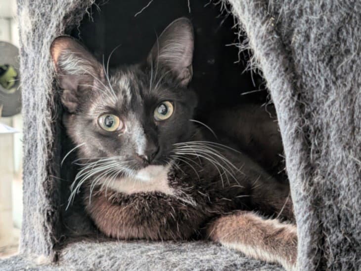 Sister - Domestic Short Hair