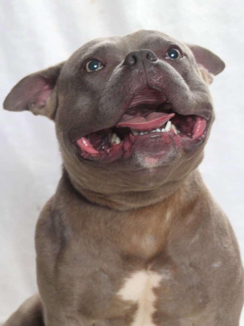 Barney - Pit Bull Terrier