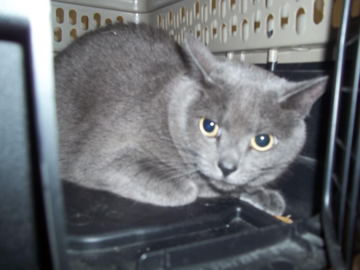 Prince - Domestic Short Hair