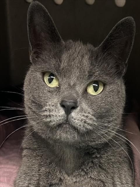 Prince - Domestic Short Hair