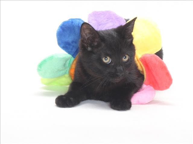 Unknown - Domestic Short Hair