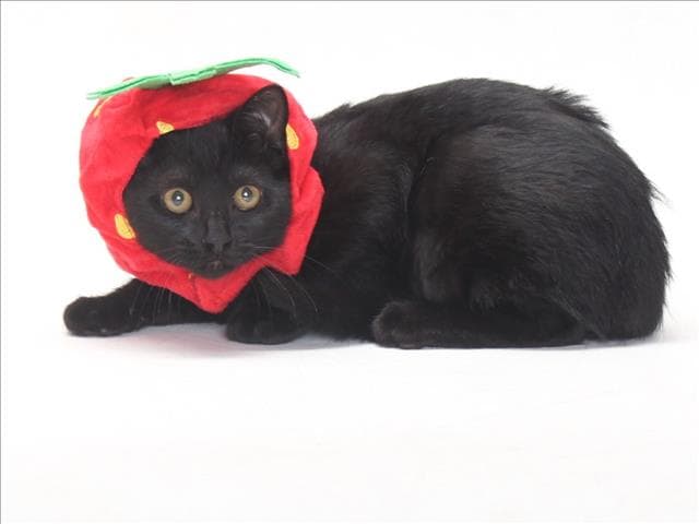 Unknown - Domestic Short Hair