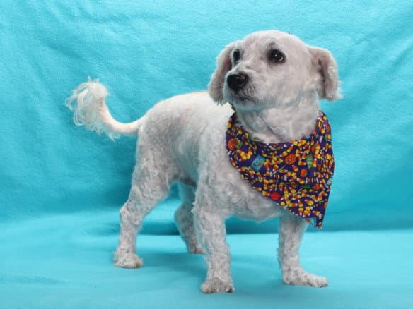 Steven - Poodle (Miniature)