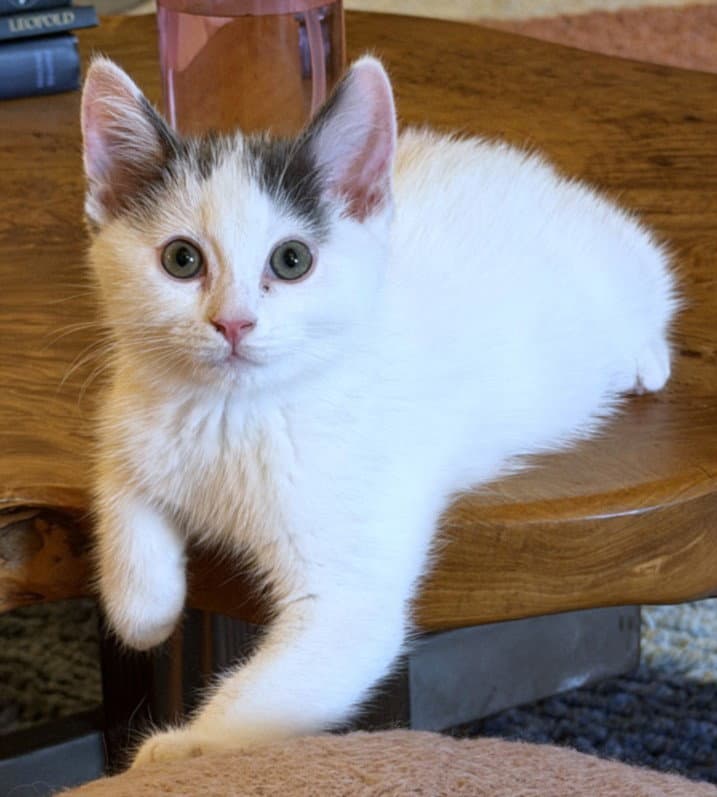 Chibi - Domestic Short Hair