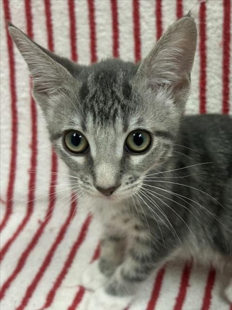 Unknown - Domestic Short Hair