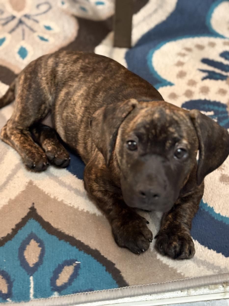 Cocoa Bean - Bloodhound