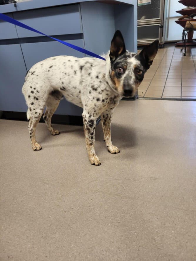 Shy Toby - Australian Cattle Dog/Blue Heeler