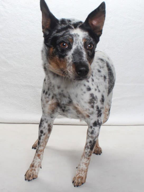 Shy Toby - Australian Cattle Dog/Blue Heeler