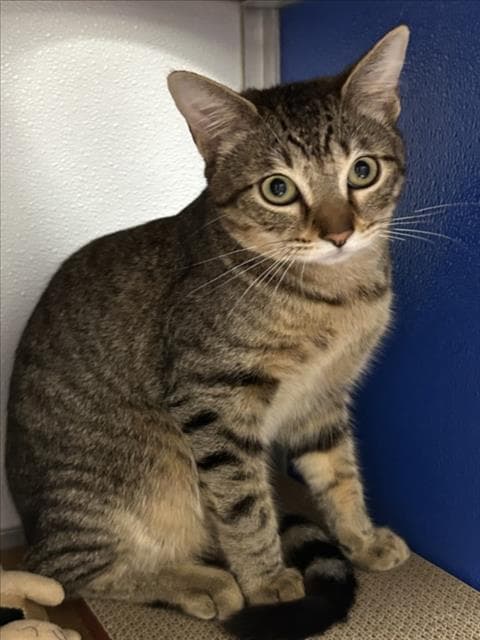 Lil Mister - Domestic Short Hair