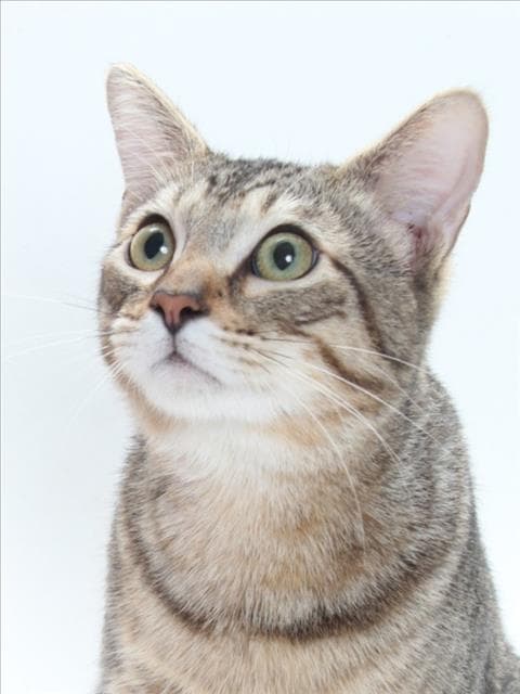 Lil Mister - Domestic Short Hair