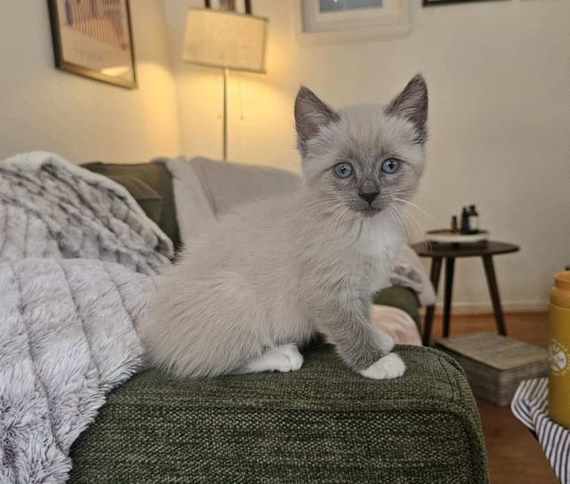 Margot - Domestic Short Hair
